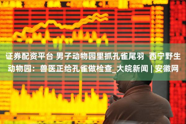 证券配资平台 男子动物园里抓孔雀尾羽  西宁野生动物园：兽医正给孔雀做检查_大皖新闻 | 安徽网